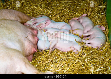 Ein Sau Schwein und Ferkel schlafen im Heu Stockfoto