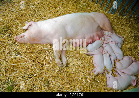 Ein Sau Schwein und Ferkel schlafen im Heu Stockfoto