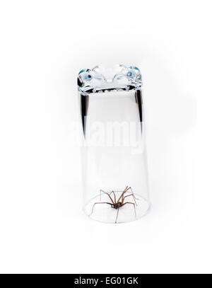 großen Haus Spinne Tegenaria Domestica gefangen in Glas auf weißem Hintergrund Stockfoto