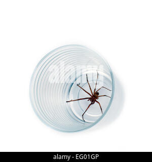 großen Haus Spinne Tegenaria Domestica gefangen in Glas auf weißem Hintergrund Stockfoto