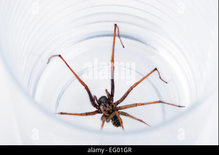 großen Haus Spinne Tegenaria Domestica gefangen in Glas auf weißem Hintergrund Stockfoto