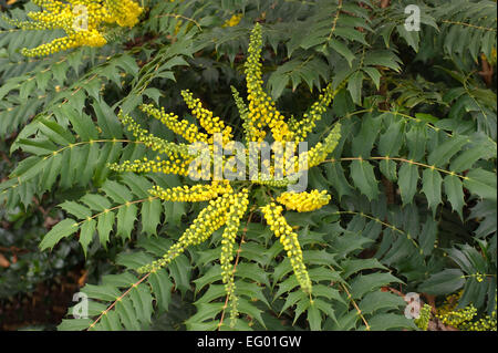 Mahonia Japonica Buckland mit Herbst-Winter-Blume Stockfoto