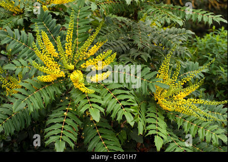 Mahonia Japonica Buckland mit Herbst-Winter-Blume Stockfoto