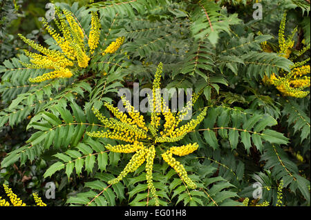 Mahonia Japonica Buckland mit Herbst-Winter-Blume Stockfoto