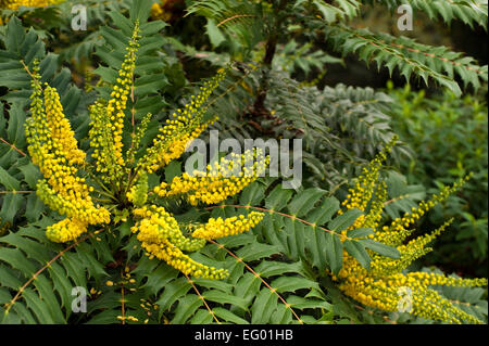 Mahonia Japonica Buckland mit Herbst-Winter-Blume Stockfoto