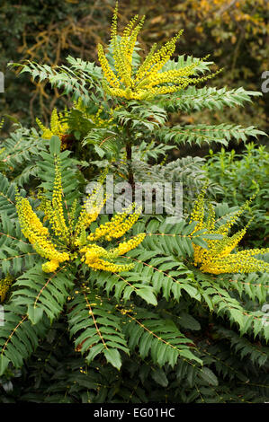 Mahonia Japonica Buckland mit Herbst-Winter-Blume Stockfoto