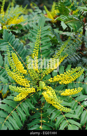 Mahonia Japonica Buckland mit Herbst-Winter-Blume Stockfoto