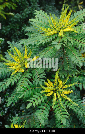 Mahonia Japonica Buckland mit Herbst-Winter-Blume Stockfoto