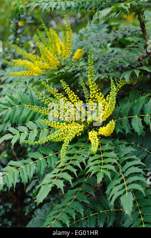 Mahonia Japonica Buckland mit Herbst-Winter-Blume Stockfoto