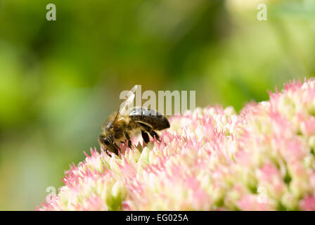 Eine Nahaufnahme der eine Biene auf einer Sedum-Pflanze Stockfoto