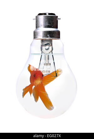 Goldfische schwimmen in einer Glühbirne Stockfoto