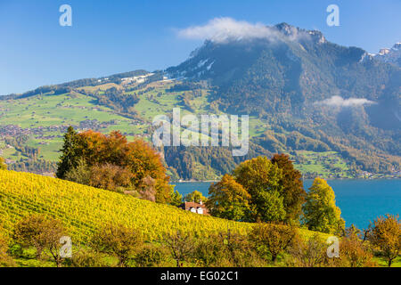 Blick über Weinberge in Richtung See Thun, Spiez, Kanton Bern, Schweiz. Stockfoto