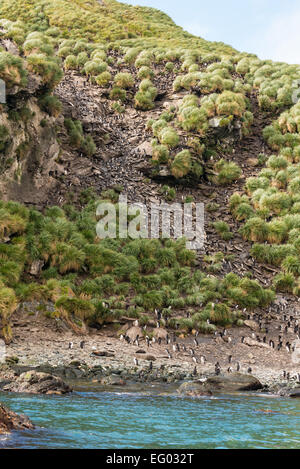 Makkaroni Penguin (Eudyptes Chrysolophus) am Cooper Bay, Südgeorgien, Antarktis Stockfoto