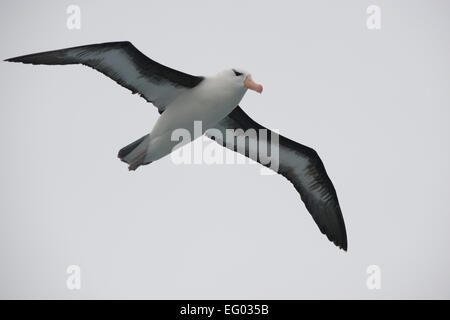 Schwarzen browed Albatross im Flug, Antarktis Stockfoto