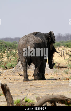 Rückansicht des sehr großen afrikanischen Stier Elefanten Staub baden mit seinem Rüssel auf den offenen Ebenen Afrikas. Heiße trockene trockenen Bedingungen Stockfoto