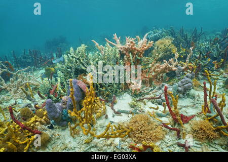 Große Vielfalt an bunten Schwämmen unter dem Meer in einem karibischen Korallenriff, Mittelamerika, Panama Stockfoto