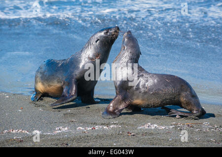 Seebären (Arctocephalus Gazella) spielen kämpfen bei Gold Harbour, Südgeorgien, Antarktis Stockfoto