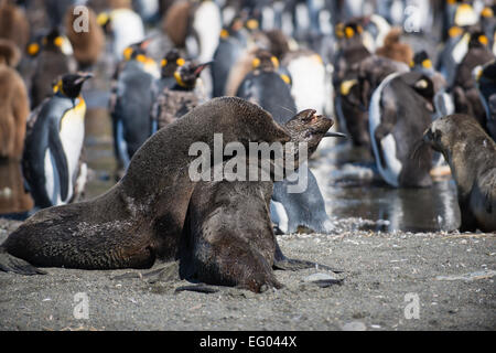 Seebären (Arctocephalus Gazella) spielen kämpfen bei Gold Harbour, Südgeorgien, Antarktis Stockfoto