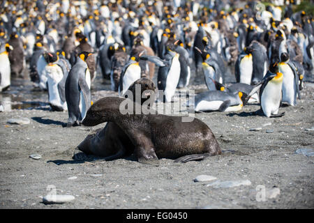 Robben spielen kämpfen bei Gold Harbour, Südgeorgien, Antarktis Stockfoto