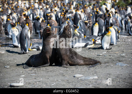 Robben spielen kämpfen bei Gold Harbour, Südgeorgien, Antarktis Stockfoto