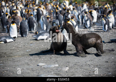 Robben spielen kämpfen bei Gold Harbour, Südgeorgien, Antarktis Stockfoto