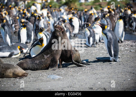 Robben spielen kämpfen bei Gold Harbour, Südgeorgien, Antarktis Stockfoto