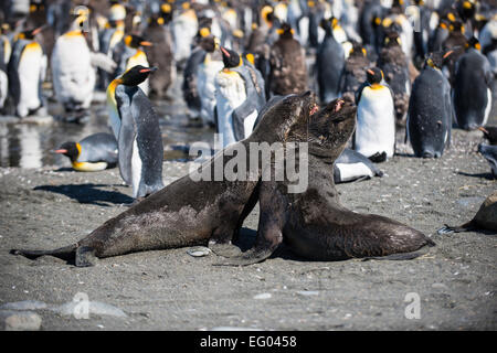 Robben spielen kämpfen bei Gold Harbour, Südgeorgien, Antarktis Stockfoto