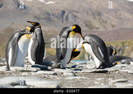 Königspinguin (Aptenodytes Patagonicus) Pflege bei Gold Harbour, Südgeorgien, Antarktis Stockfoto