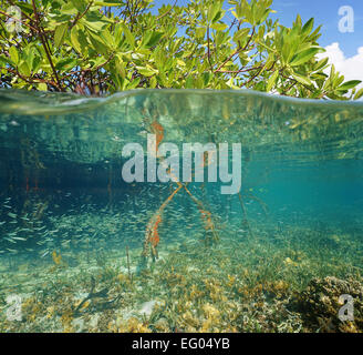 Mangrove-Ökosystem über und unter dem Meer mit Laub über Wasserspiegel und Korallen mit Jungfischen unten, Caribbean Stockfoto