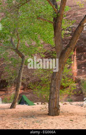 Ein Zeltlager unter Pappeln in Coyote Gulch, Bestandteil der Glen Canyon National Recreation Area. Utah. Frühling. Stockfoto