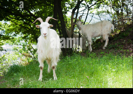 Saanen-Ziegen in einer Natur mieten Eifel Rheinland-Pfalz Deutschland Europa Stockfoto