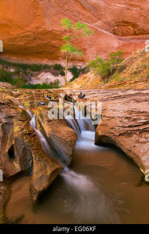 Ein Wasserfall im unteren Bereich der Coyote Gulch im Glen Canyon National Recreation Gebiet Utah. USA. Frühling. Stockfoto