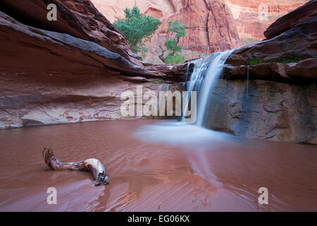 Ein Wasserfall im unteren Bereich der Coyote Gulch im Glen Canyon National Recreation Gebiet Utah. USA. Frühling. Stockfoto