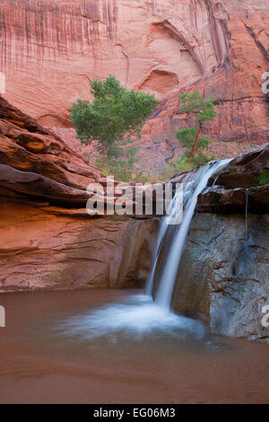 Ein Wasserfall im unteren Bereich der Coyote Gulch im Glen Canyon National Recreation Gebiet Utah. USA. Frühling. Stockfoto