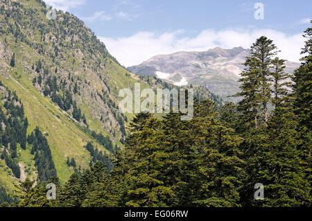 Tannen-Wald im Pyrenäen-Nationalpark. Val d'Azun, Hautes Pyrenäen (Frankreich). Stockfoto