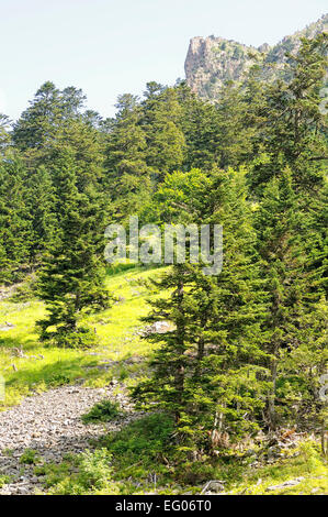 Tannen-Wald im Pyrenäen-Nationalpark. Val d'Azun, Hautes Pyrenäen (Frankreich). Stockfoto