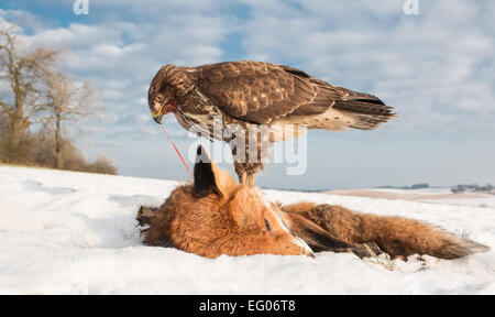 Mäusebussard bei Fox Tötung Stockfoto