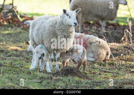 Schafe Lämmer füttern twin Stockfoto