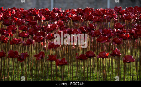 Eine allgemeine Ansicht zeigt den "Blut Mehrfrequenzdarstellung Länder und Meere of Red" Einbau von Keramik-Künstler Paul Cummins und Theater Bühnenbildner Tom Piper, anlässlich der Hundertjahrfeier des Ausbruchs des ersten Weltkrieges, im Bereich Graben des Tower of London in London am 10. November 2014. Stockfoto