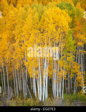 Gunnison National Forest, West Elk Mountains, CO: Aspen Grove im Herbst