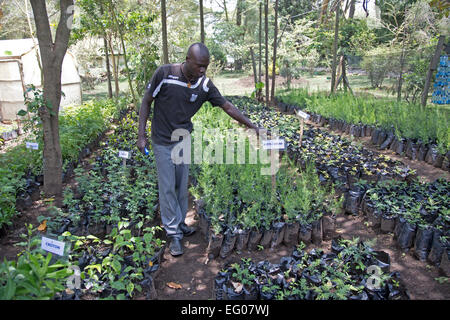 Gärtner mit Jungpflanzen in Töpfen in Baumschule Elsamere Lake Naivasha, Kenia Stockfoto