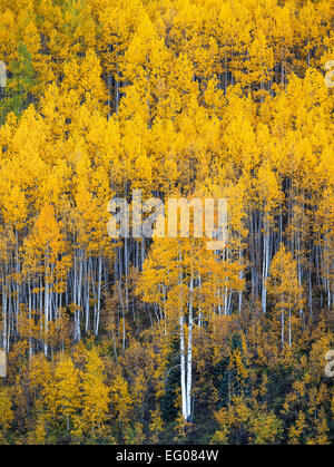 Gunnison National Forest, West Elk Mountains, CO: Aspen Hang im Herbst
