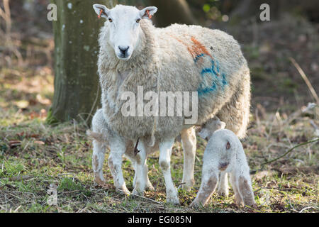 Schafe Schaf Fütterung zwei Lämmer in Wäldern Stockfoto