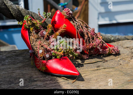 Sukkulenten in roten high Heels zeigt, Cowichan Bay, British Columbia, Kanada Stockfoto