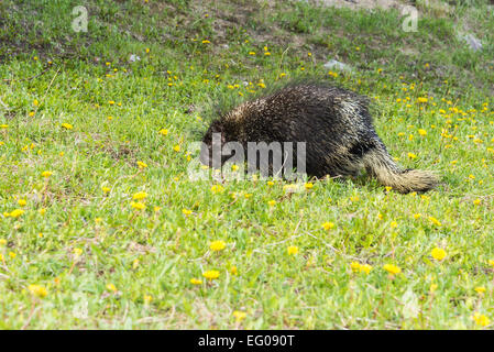 Urson, Banff Nationalpark, Alberta, Kanada Stockfoto