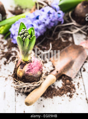 Hyazinthe Zwiebeln mit Wurzeln, Erde und alte Schaufel auf weißem Holz Gartentisch Frühling Gartenarbeit Stockfoto