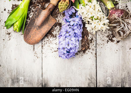 Frühling im Garten Hintergrund mit Hyazinthenblumen, Zwiebeln, Knollen, Schaufel und Boden auf weißem Holz Gartentisch Stockfoto