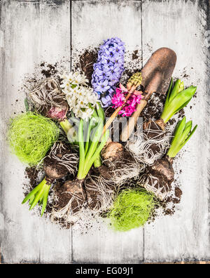 Frühling Blumen Blumenerde mit Hyazinthe, Blumenzwiebeln, Knollen, Schaufel und Boden, komponieren auf weißem Holz Hintergrund, Ansicht von oben Stockfoto