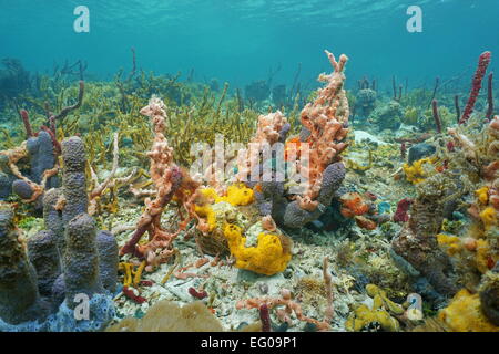 Lebendigen Farben der Unterwasserwelt mit Schwämmen in einem karibischen Korallenriff, Mittelamerika, Panama Stockfoto