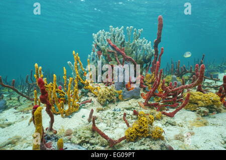 Lebendige Unterwasserwelt mit Schwämmen in einem karibischen Korallenriff, Mittelamerika, Panama Stockfoto